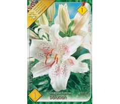 Lilium - Solution/1 ks