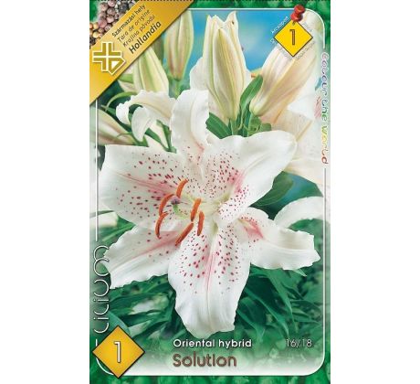 Lilium - Solution/1 ks