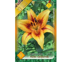 Lilium - Hotel California/1 ks