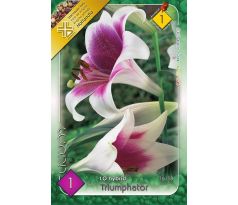 Lilium - Triumphator/1 ks