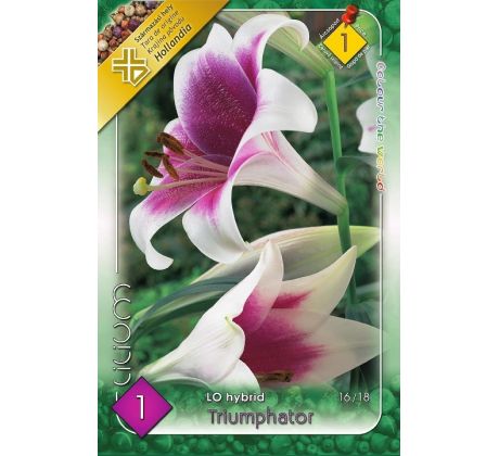 Lilium - Triumphator/1 ks
