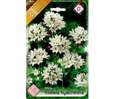Tritelea - Hyacinthina