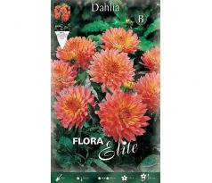 Dahlia - Extase