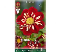 Dahlia - Impressio Festivo