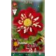 Dahlia - Impressio Festivo