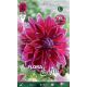 Dahlia - Mero Star