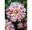 Dahlia - Bristol Stripe