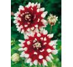Dahlia Decorative - Duet