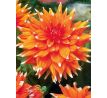 Dahlia Cactus - Colour Spectacle
