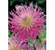 Dahlia Cactus - Star Favourite