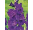 Gladiolus - Purple Flora