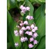 Convallaria majalis Rosea