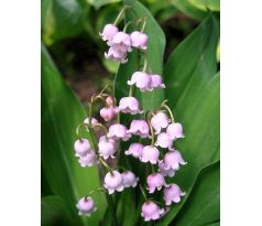 Convallaria majalis Rosea
