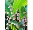 Convallaria majalis Rosea