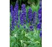 Aconitum blue