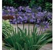 Agapanthus blue