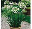 Agapanthus white
