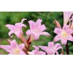 Amaryllis Belladonna