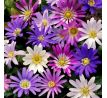 Anemone blanda - mixed