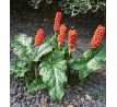 Arum Italicum