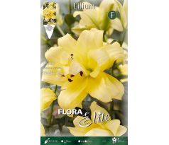Lilium - Exotic Sun/2 ks