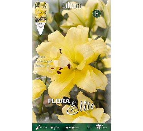 Lilium - Exotic Sun/2 ks