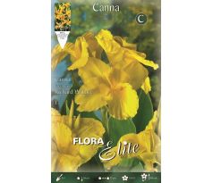Canna Greenleaved- Richard Wallace