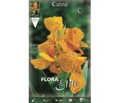 Canna Greenleaved - En Avant