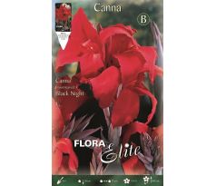 Canna Brownleaved - Black Night