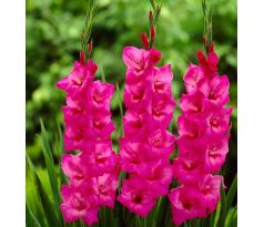 Gladiolus- Fidelio