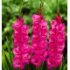Gladiolus- Fidelio