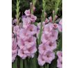 Gladiolus - Orleans