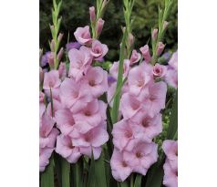 Gladiolus - Orleans