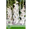 Gladiolus large pack - white /50ks