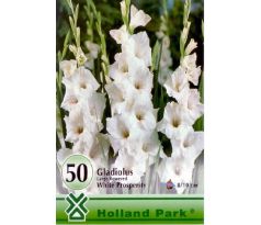 Gladiolus large pack - white /50ks