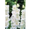 Gladiolus - White Prosperity L