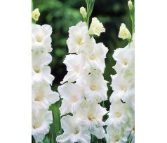 Gladiolus - White Prosperity L