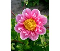 Dahlia - Hartenaas