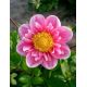 Dahlia - Hartenaas