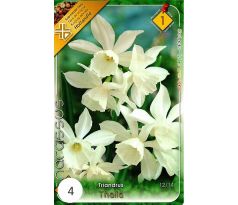 Narcissi Botanical - Triandrus Thalia / 5ks v balení