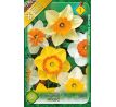 Narcissus large flowered -mixed / 8ks v balení