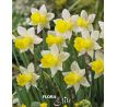 Narcisuss - Topolino / 5ks v balení