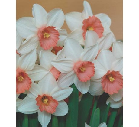 Narcissus cyclamineus - Iwona