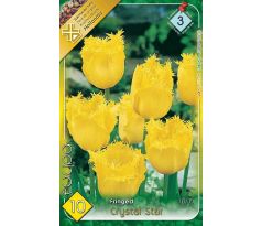 Tulipa - Chrystal Star/ 10ks v balení