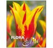 Tulipa - Firework/ 7ks v balení