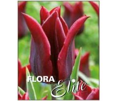 Tulipa - Lasting Love