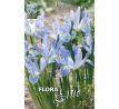 Iris reticulata Blue Planet