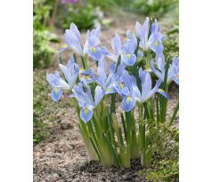 Iris reticulata Blue Planet