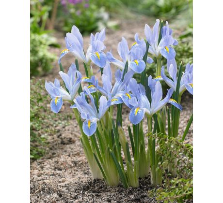 Iris reticulata Blue Planet