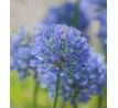 Allium - caeruleum / 20ks v balení